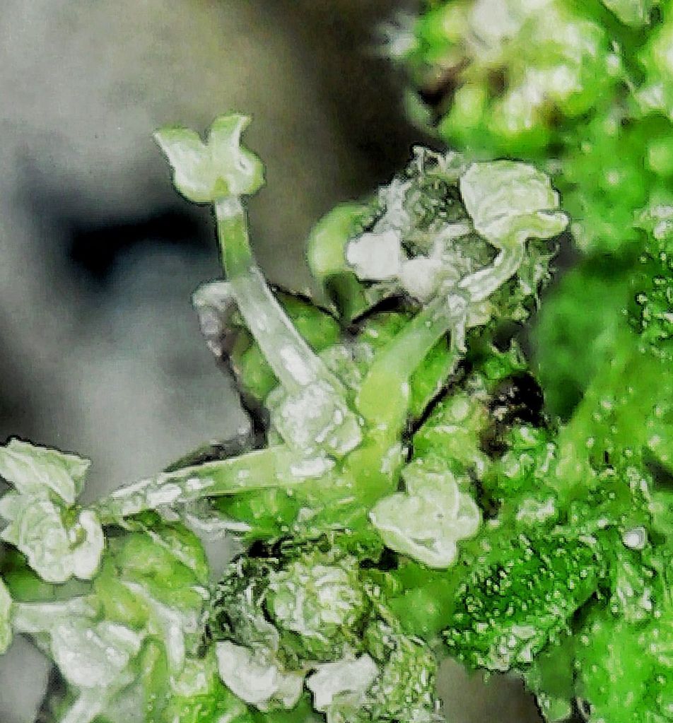 Male flowers, only 1-2 mm across. Not a bad pic,, hey?