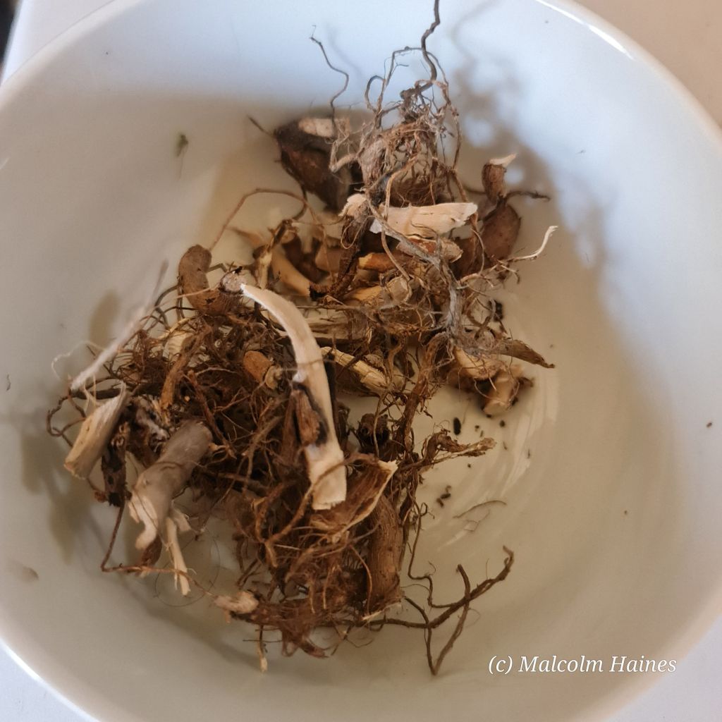 Mullein roots are an often overlooked source of healing.