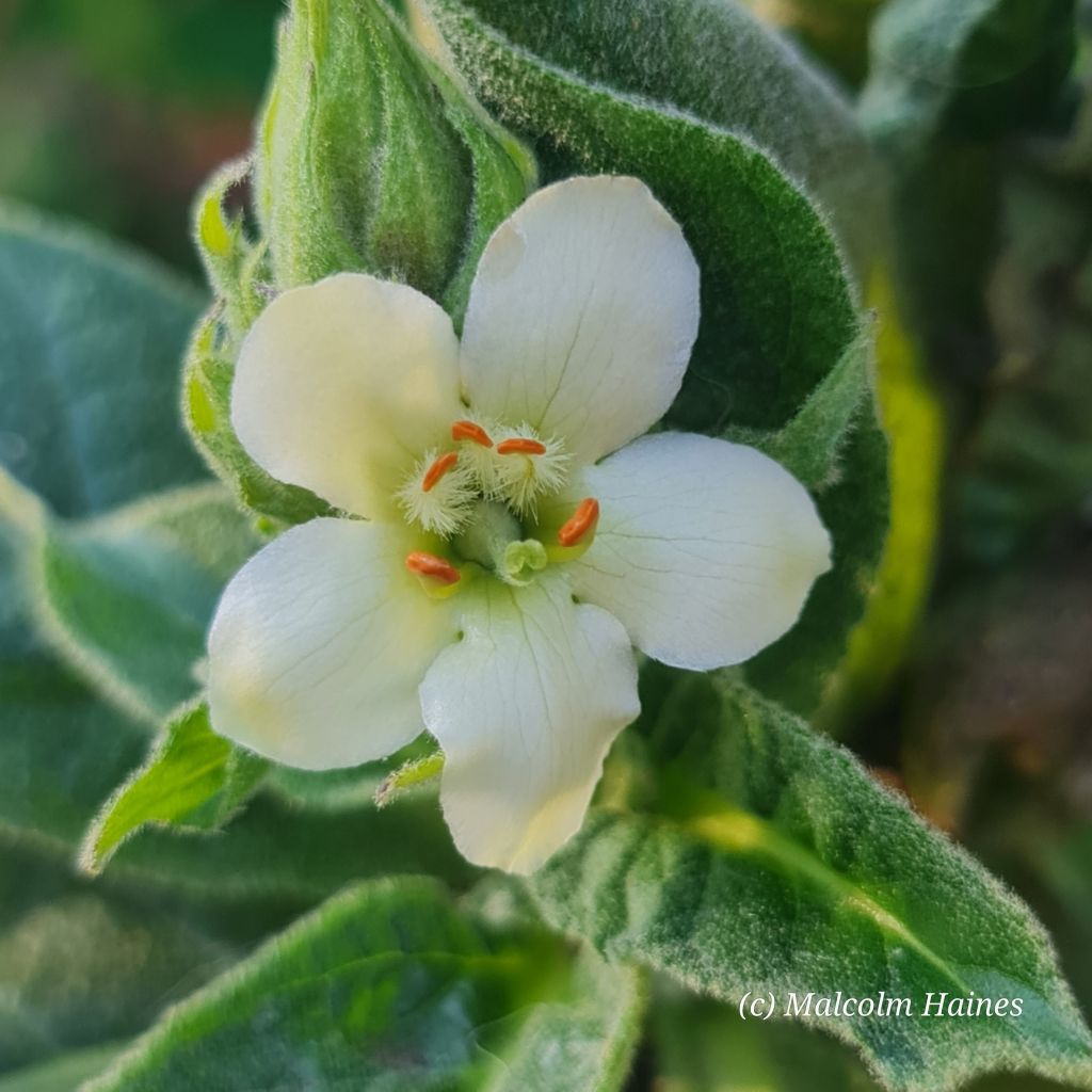 While there is a White Mullein, most Mullein flowers are yellow but sometimes, like ours, a plant descended from a yellow flowering one will decide to throw out white flowers instead. 