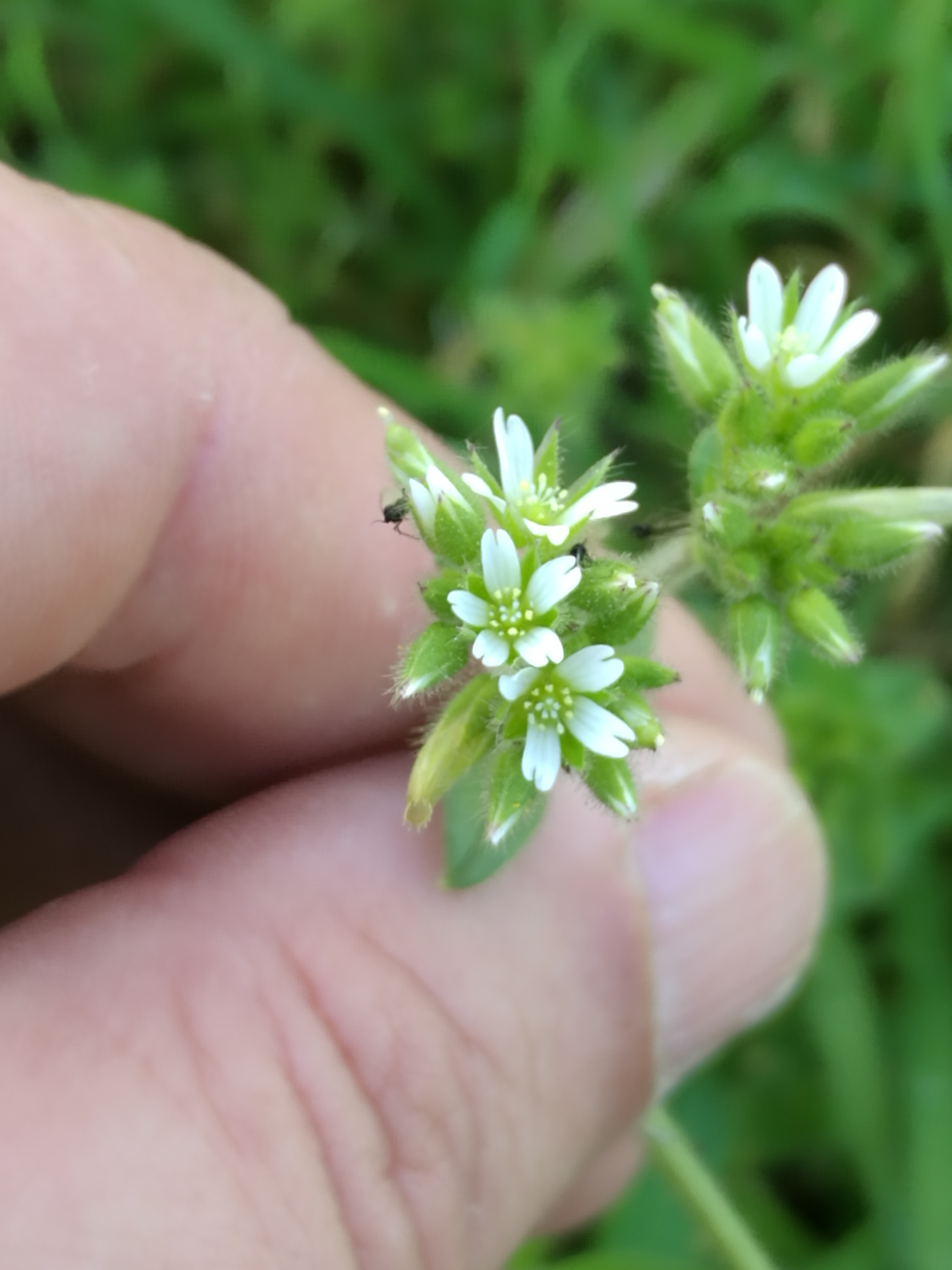 Chickweed (Stellaria media) – Ligaya Garden