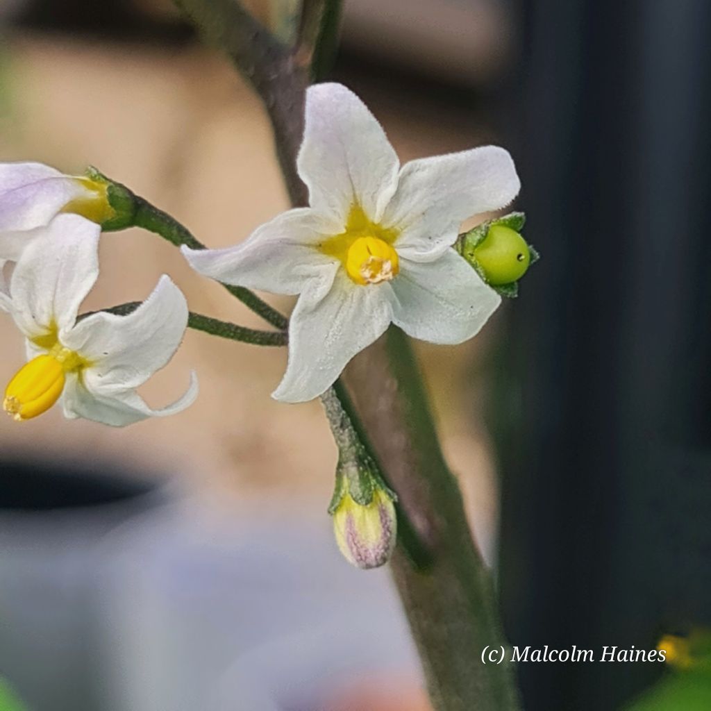 Small white flowers are a characteristic feature of BlackBerry Nightshade