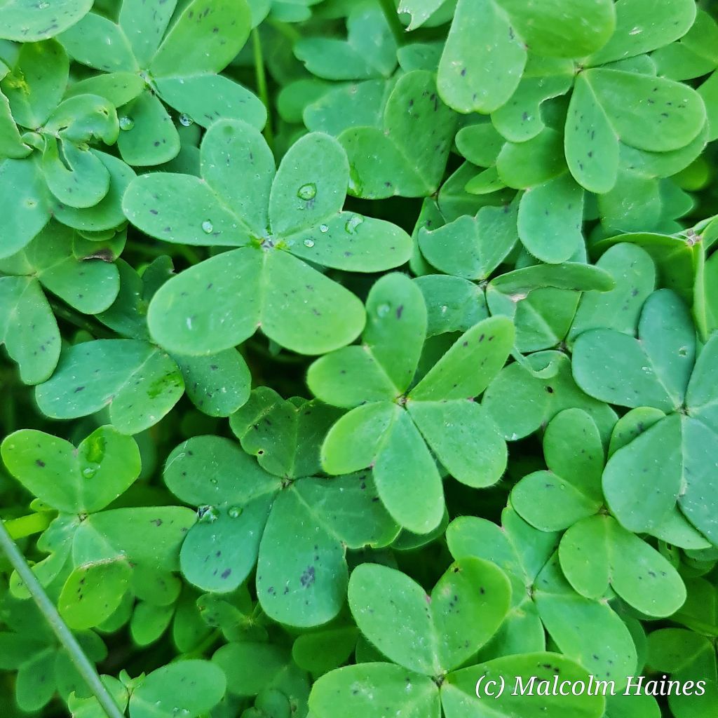 Lobed leaves with 3 leaflets and purple spotting. 