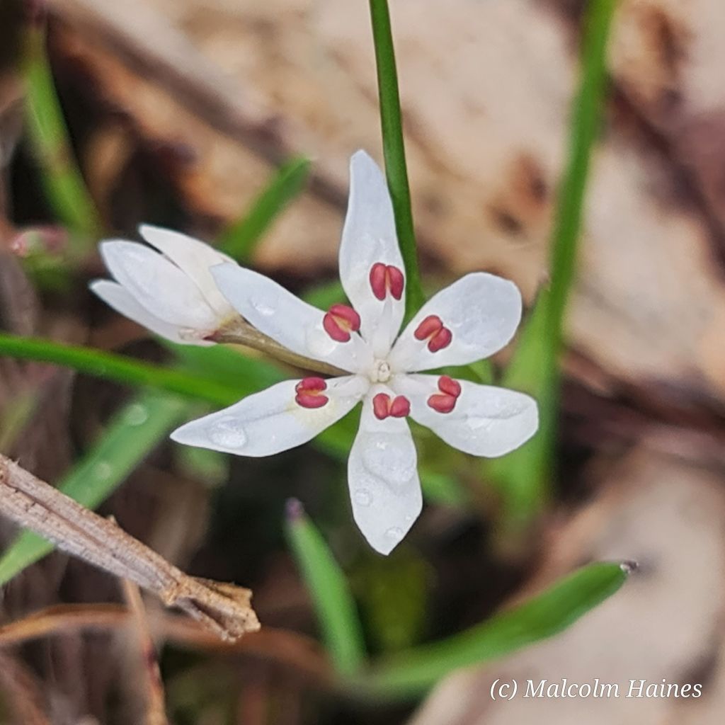 Milkmaids (Burchardia umbellata)