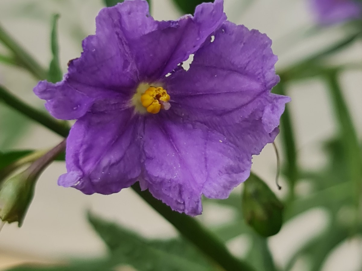 Introduction to kitchen herbalism&nbsp;workshop