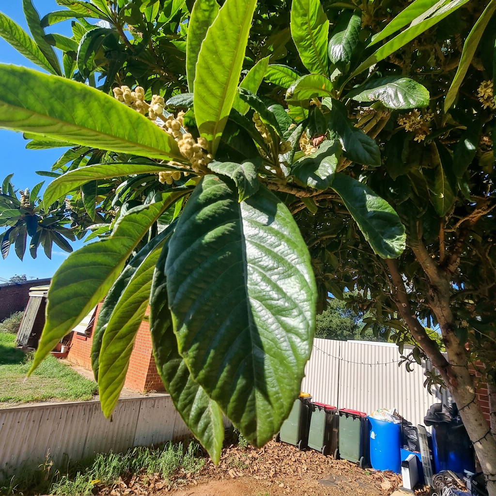 Large shiny, tough leaves.