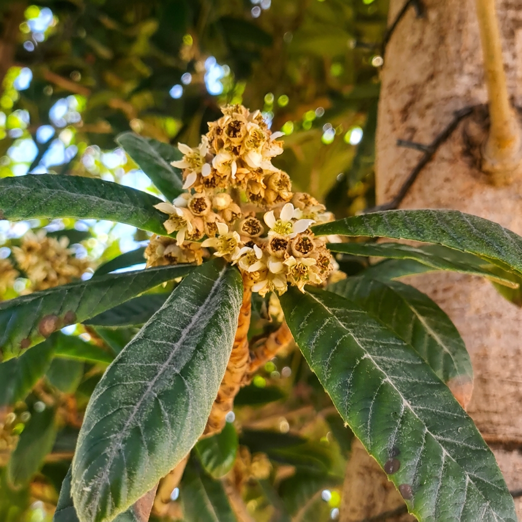 Loquat inflorescences are a little rough and dirty looking.