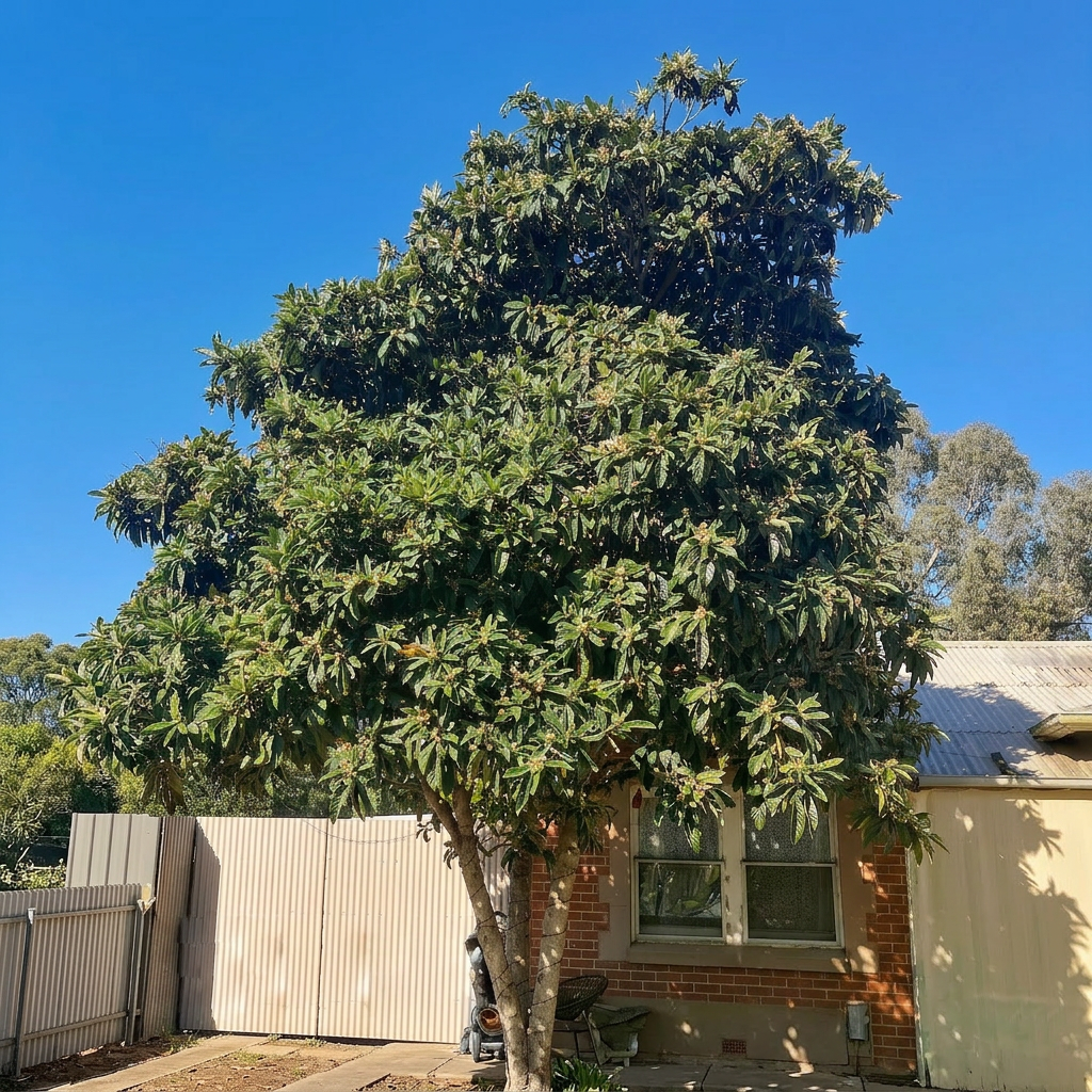Loquat Eriobotrya japonica herbs tropical tree fruit Loquat trees can become quite large though are easily pruned smaller. This is a neighbour's. Ours stays around 2-3 metres.