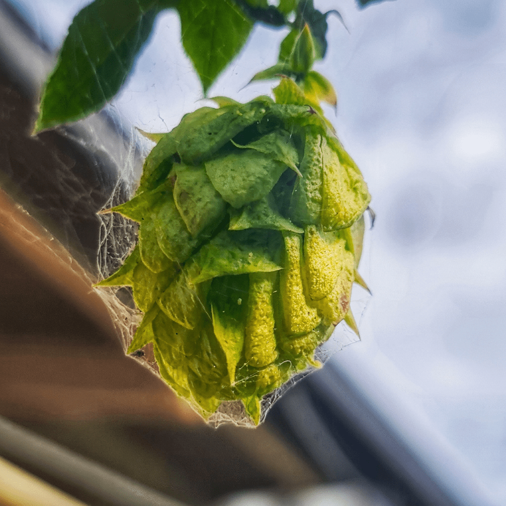 Tiny spiders make their homes in our Hops cones.