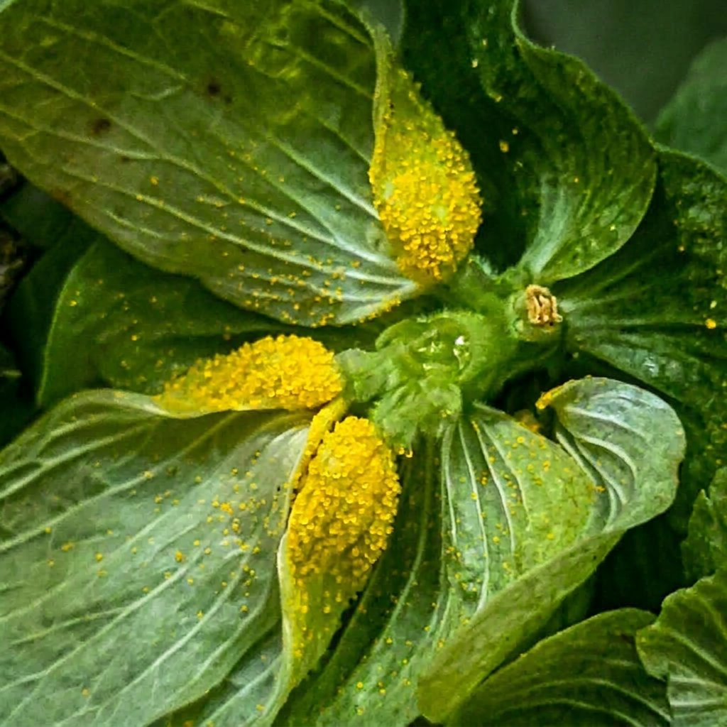 Hops have a lot of pollen tucked inside the cones.
