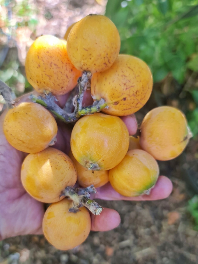 Loquat Eriobotrya japonica herbs