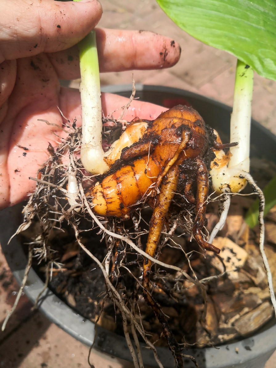 Rhizome showing where the root and shoot growth comes from.