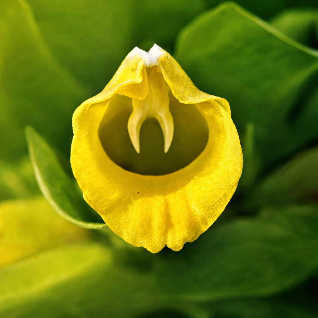 The lower flowers on the spike look like snake's mouths!