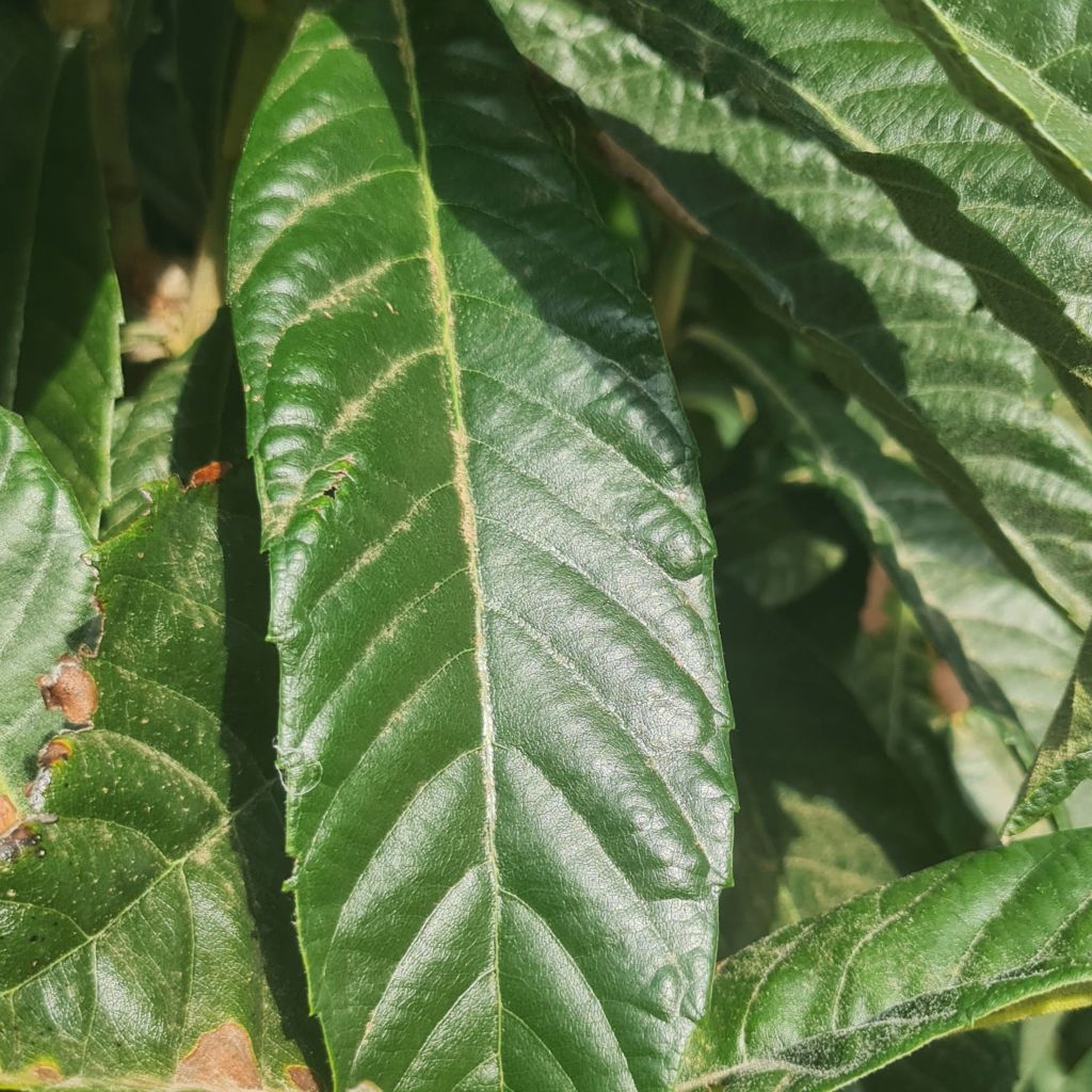 Thick, tough, dark green leaves are a distinguishing feature.