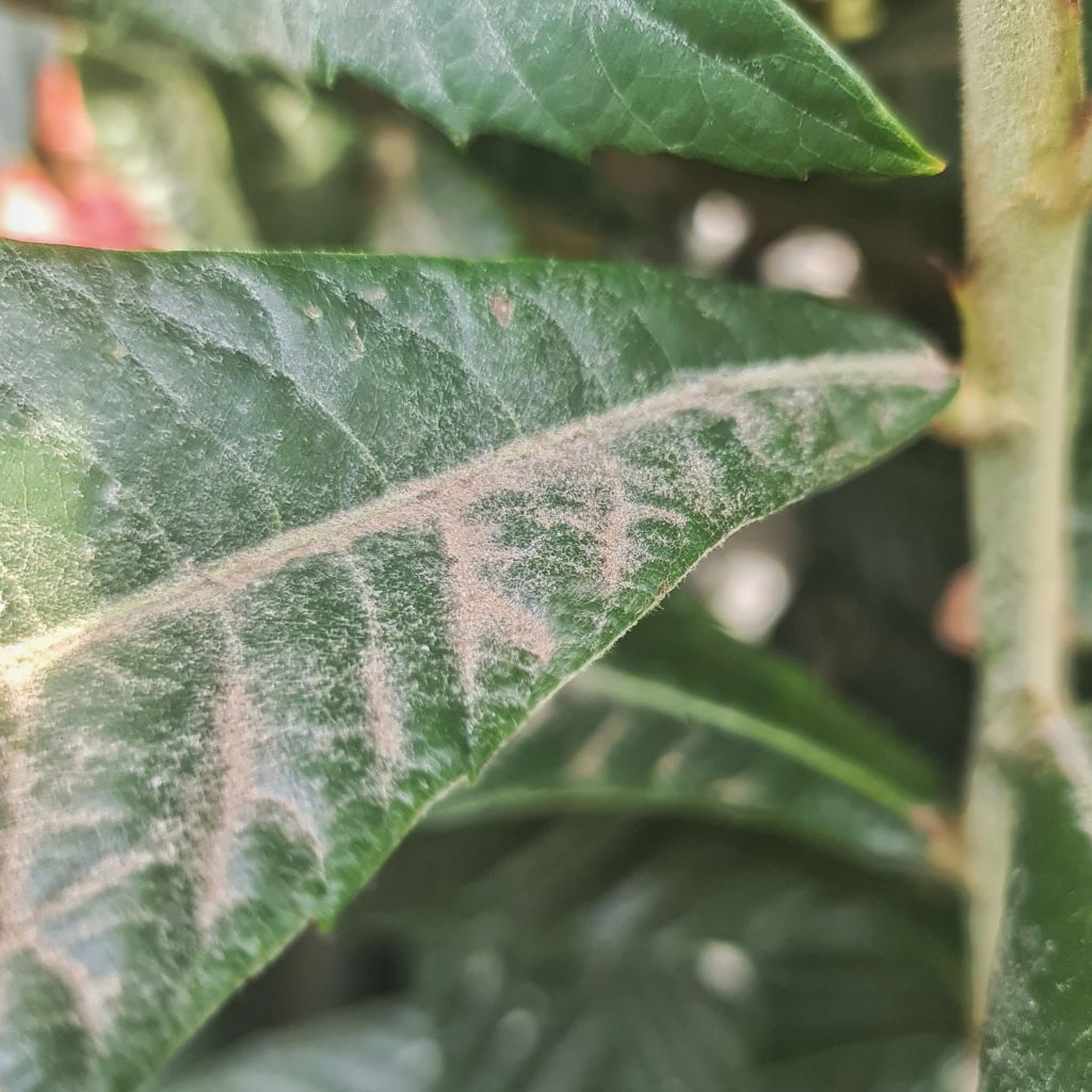 that can collect on lower leaves like dust.