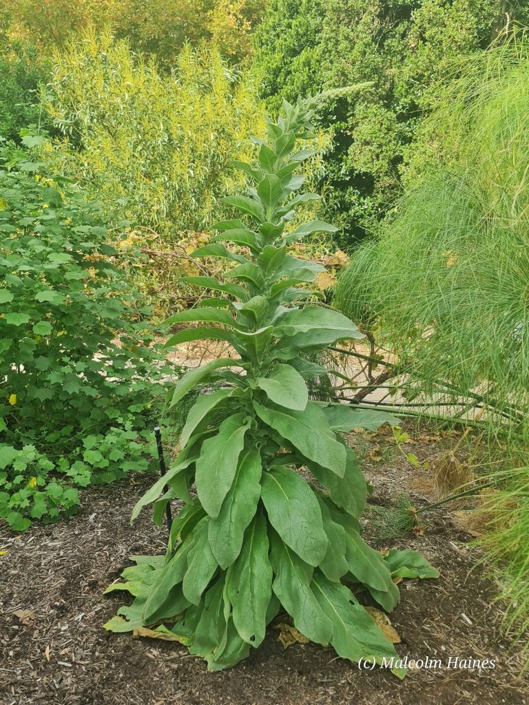 Looking from something out of that old movie 'Day of the Triffids', this one's a good 2.1 metres tall!