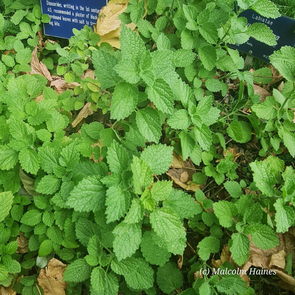 Black Horehound (Ballota nigra) looks very different to the white. It's in the same family but different genus.