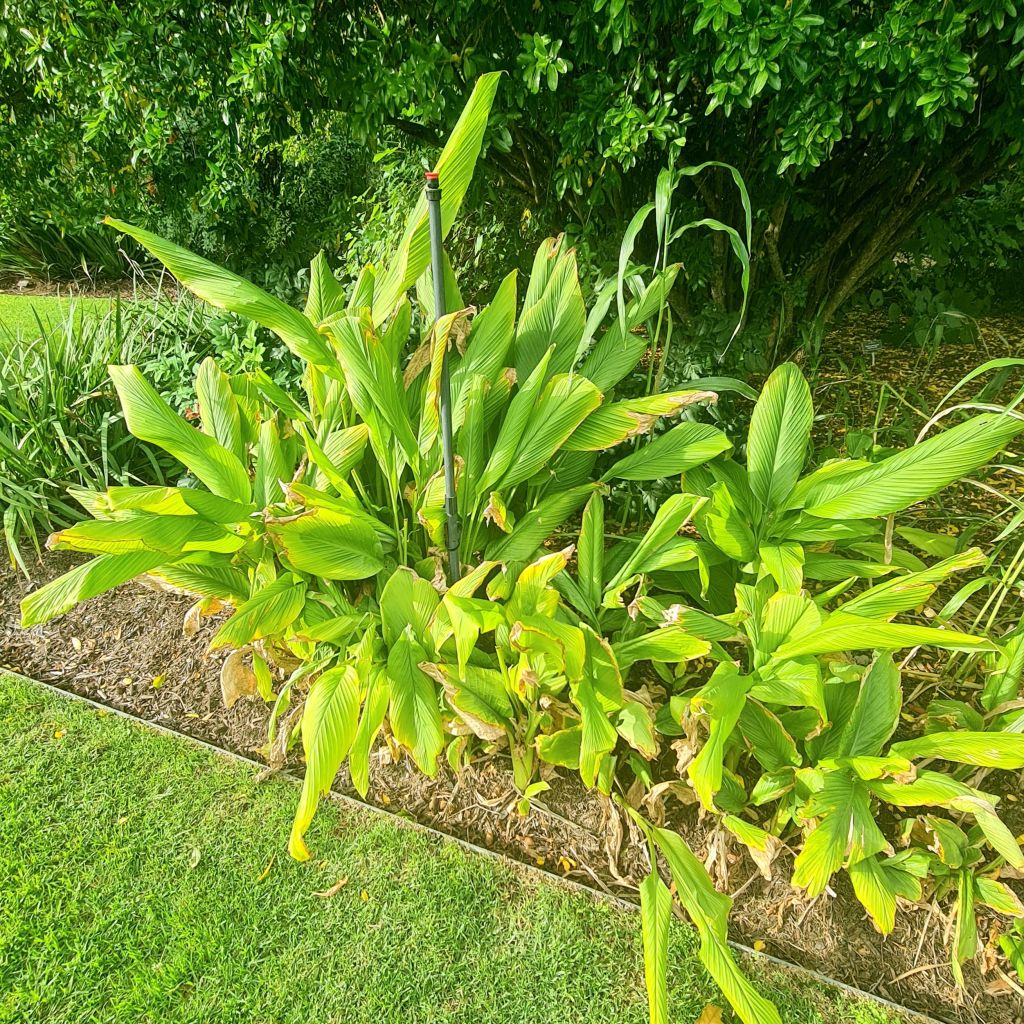 Turmeric at the Adelaide Botanic Gardens.