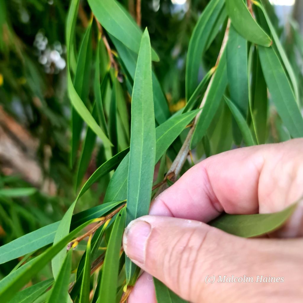 Mature leaves