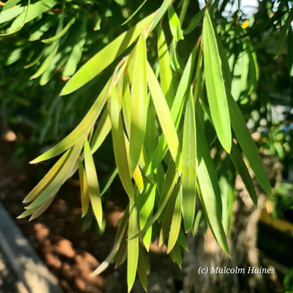 Immature leaves.