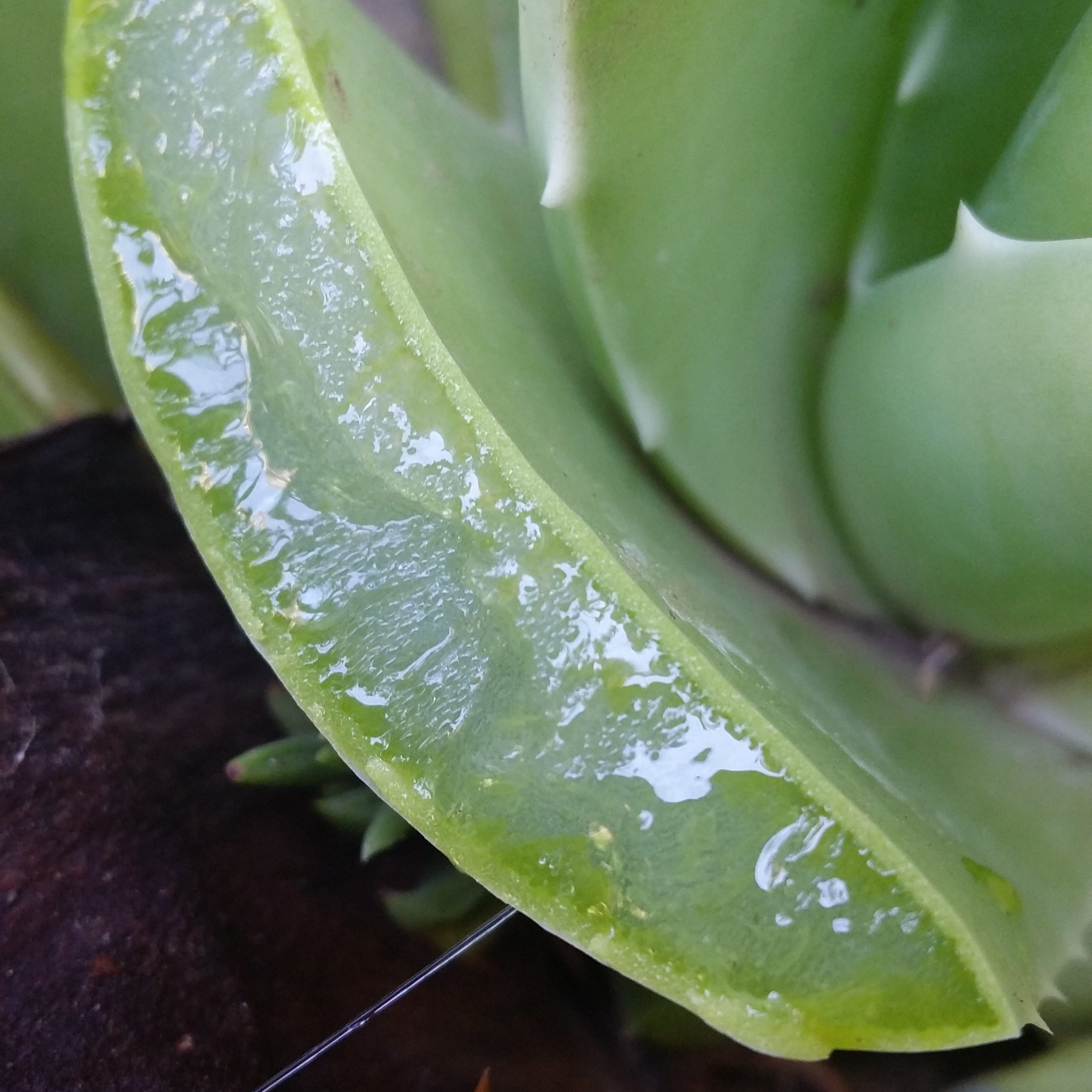 Gel and yellow sap