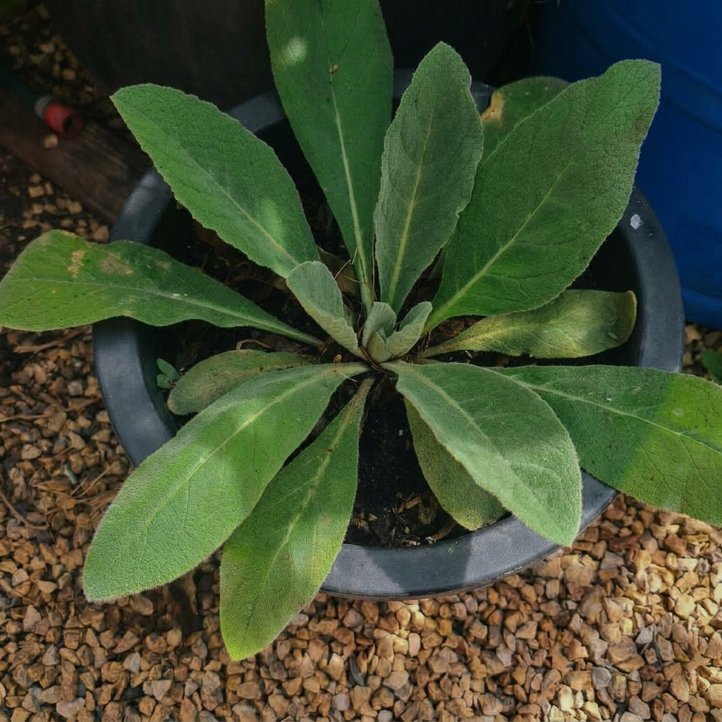 In the first year, you'll only get leaves but these first year leaves are the most potent, medicinally.
