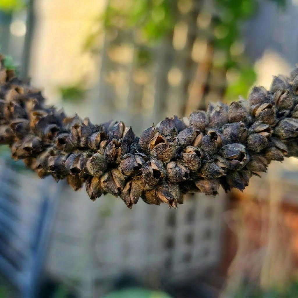 Lots of tiny seeds come from lots of seed pods that line the flowering spike once the flowers are finished.