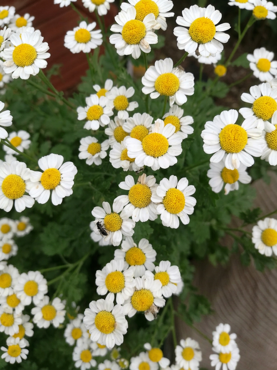 Native Bees love our Feverfew flowers.