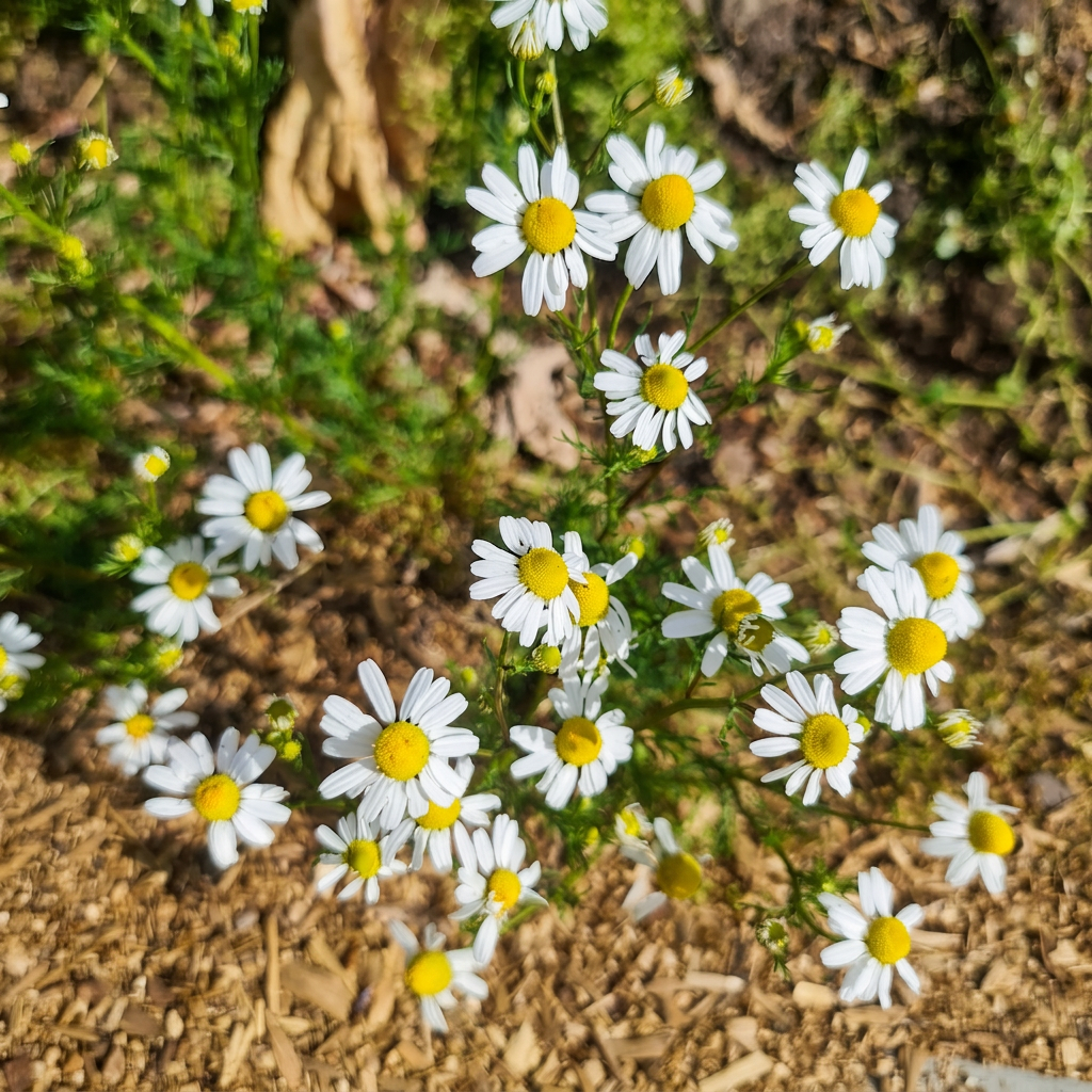 Apparently, there is a difference between Chamomile flowers (shown here) and Feverfew flowers (shown above). Can you spot the difference?