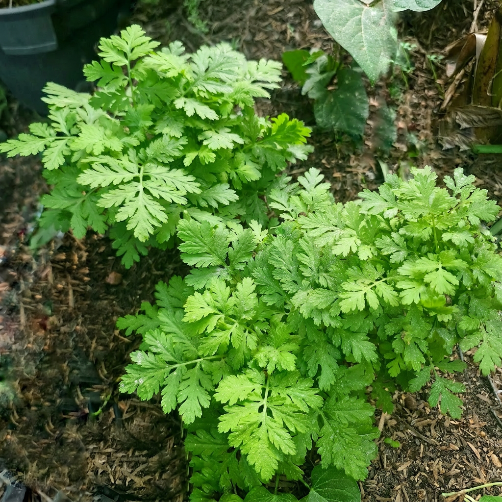 Feverfew Tanacetum parthenium herb One of our self-seeded Feverfew plants.