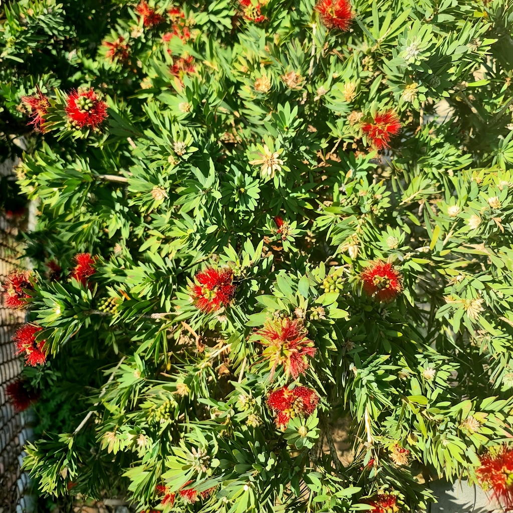 Weeping Bottlebrush Callistemon sp. herb bushfoods A Callistemon hybrid.