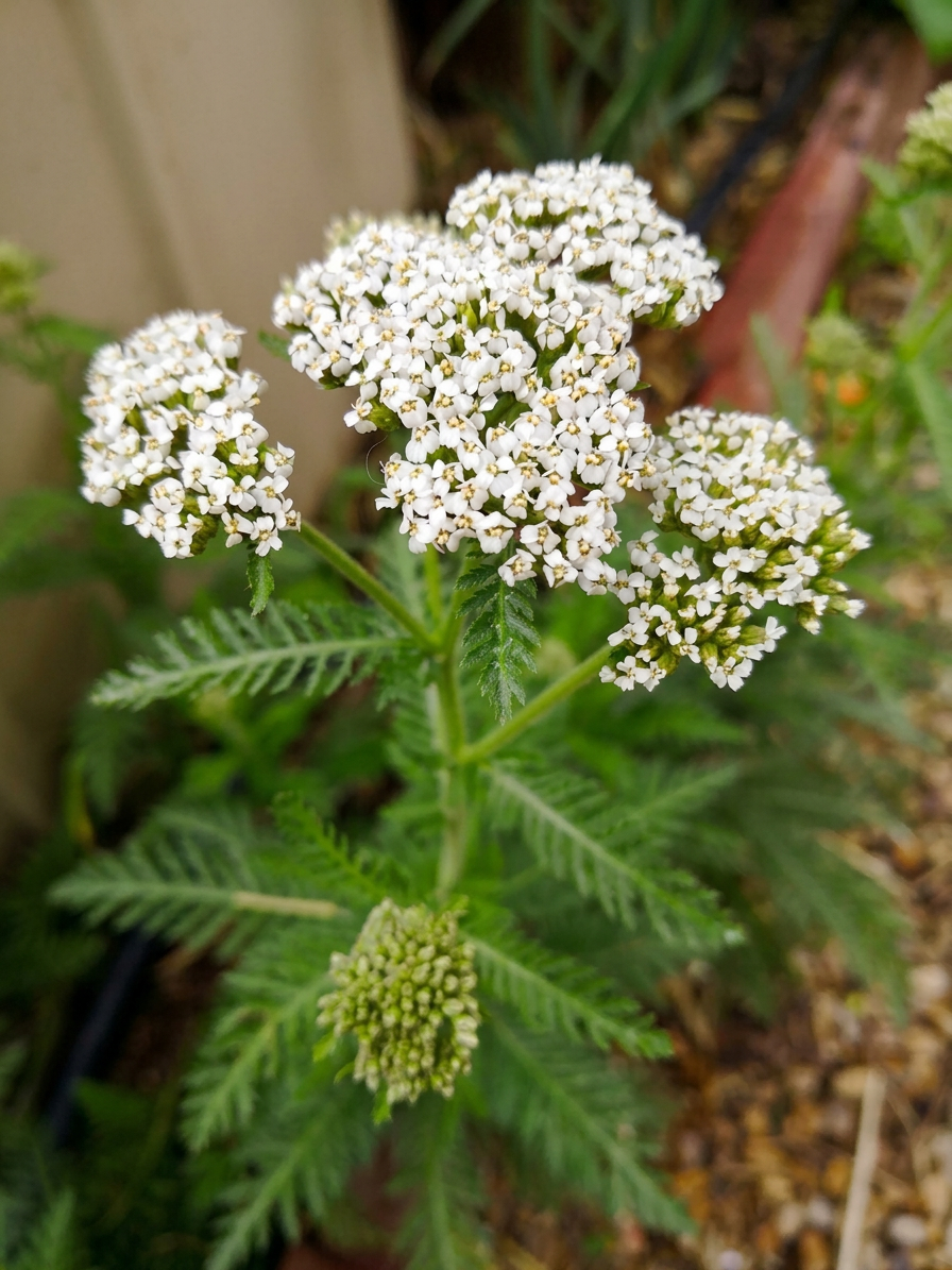 Yarrow. Achillea millefolium