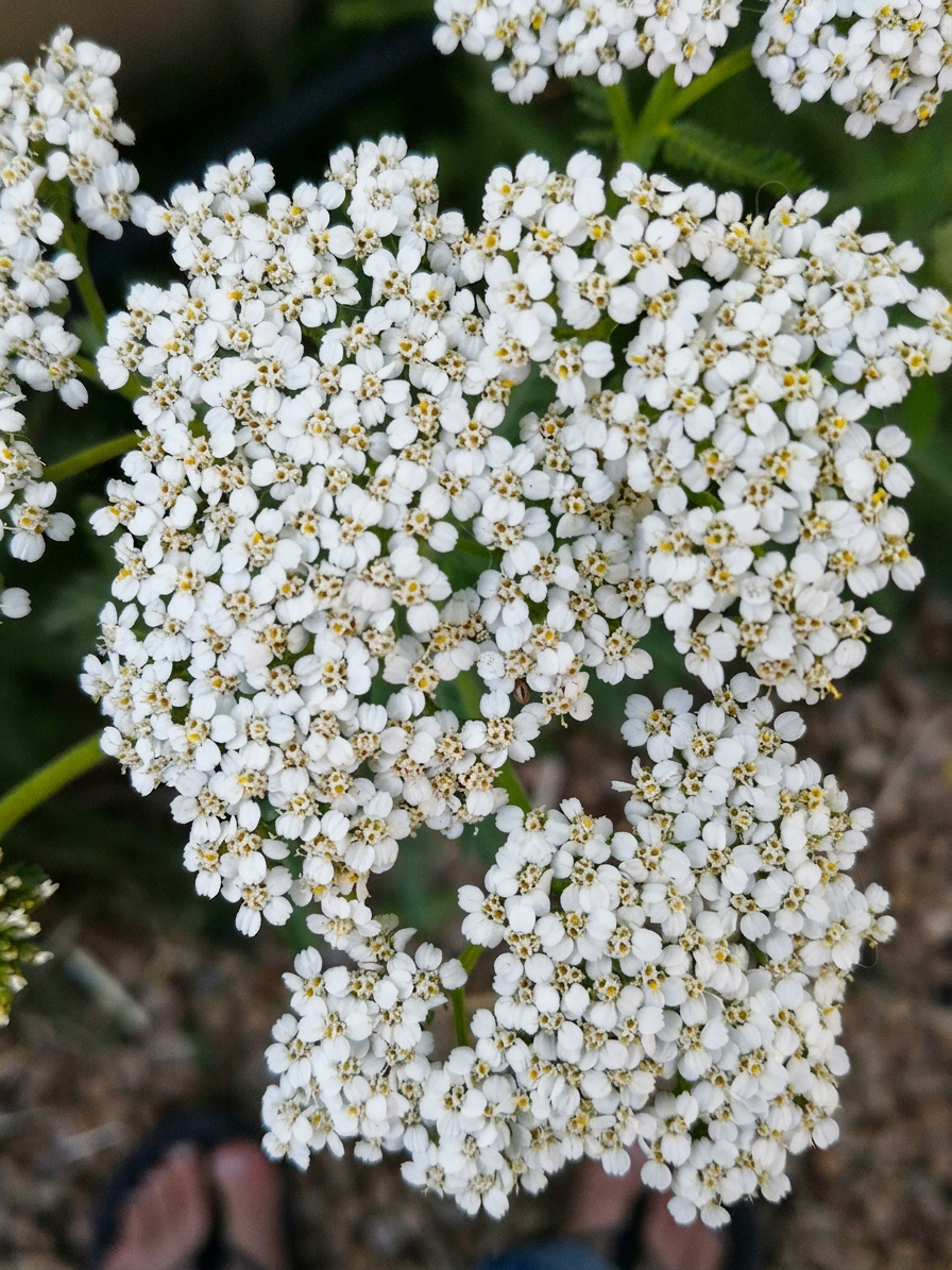 Each Yarrow flower head is composed of lots of little flowers