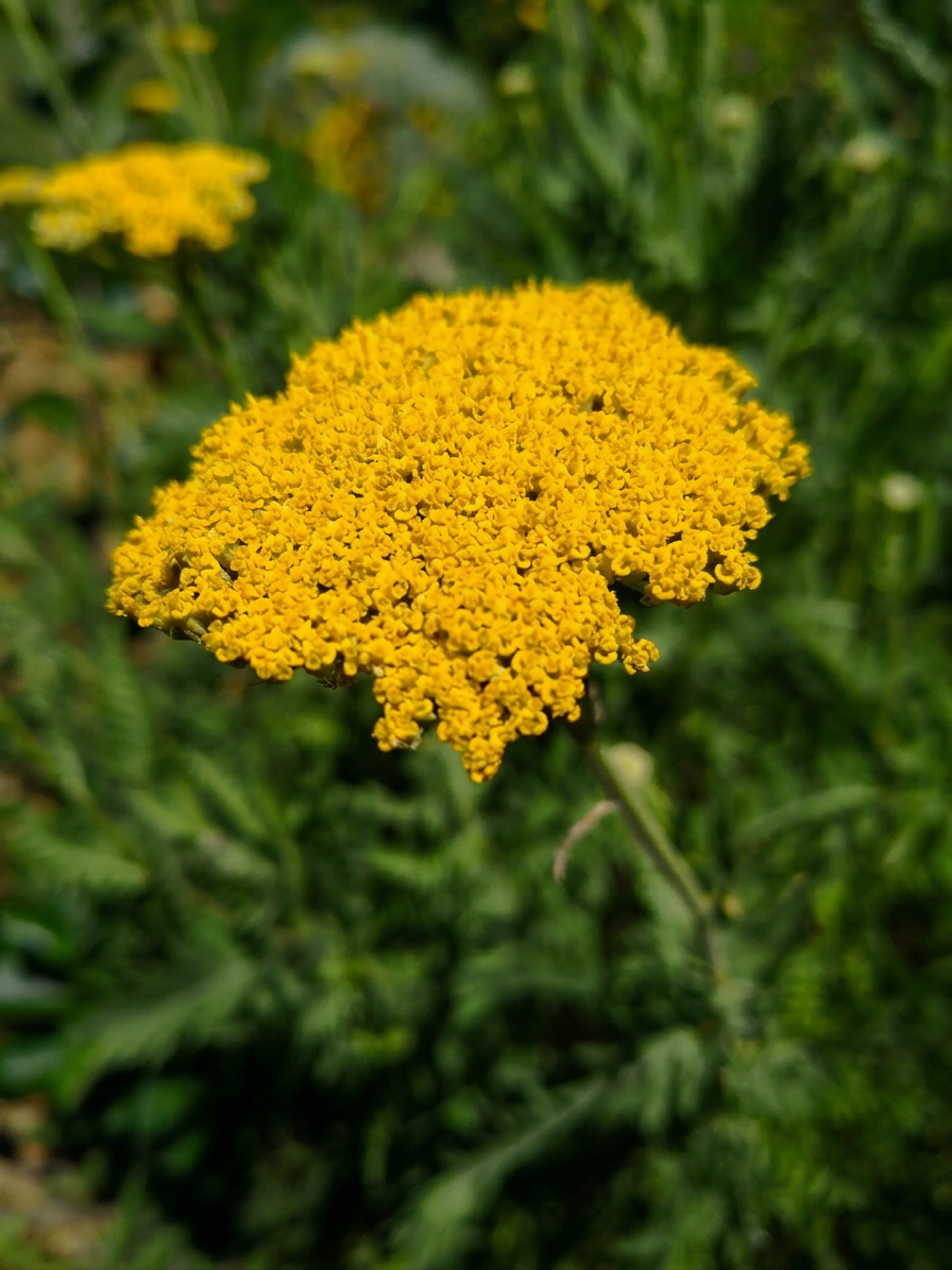 Yellow Yarrow flowers.