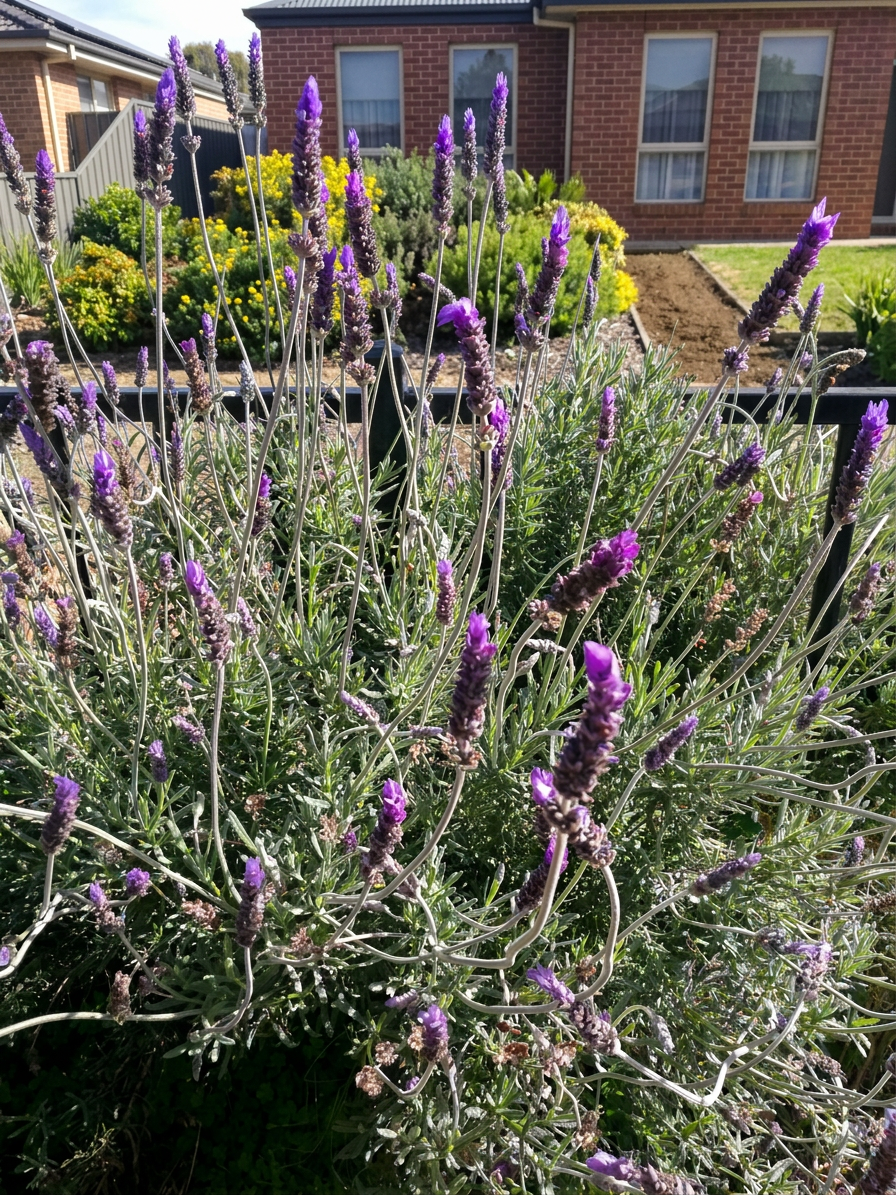 lavender