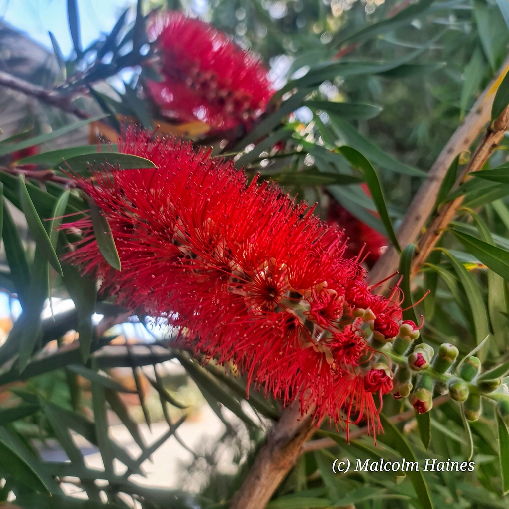 Weeping Bottlebrush Callistemon viminalis herbs bushfoods bushmedicines You can see where they got the 'bottlebrush' name from!