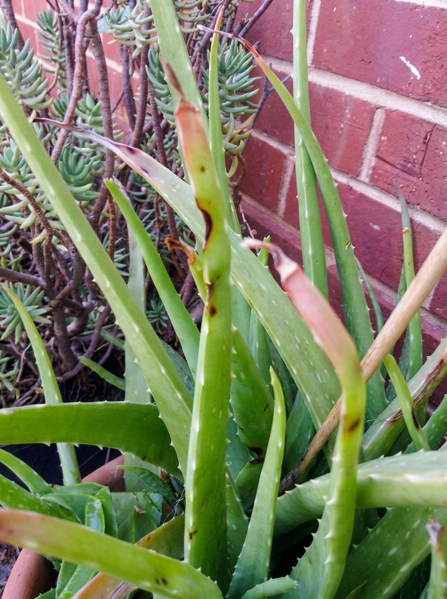You can harvest a leaf or two at any time but apparently, Aloe is ready to harvest when the tips turn pink.