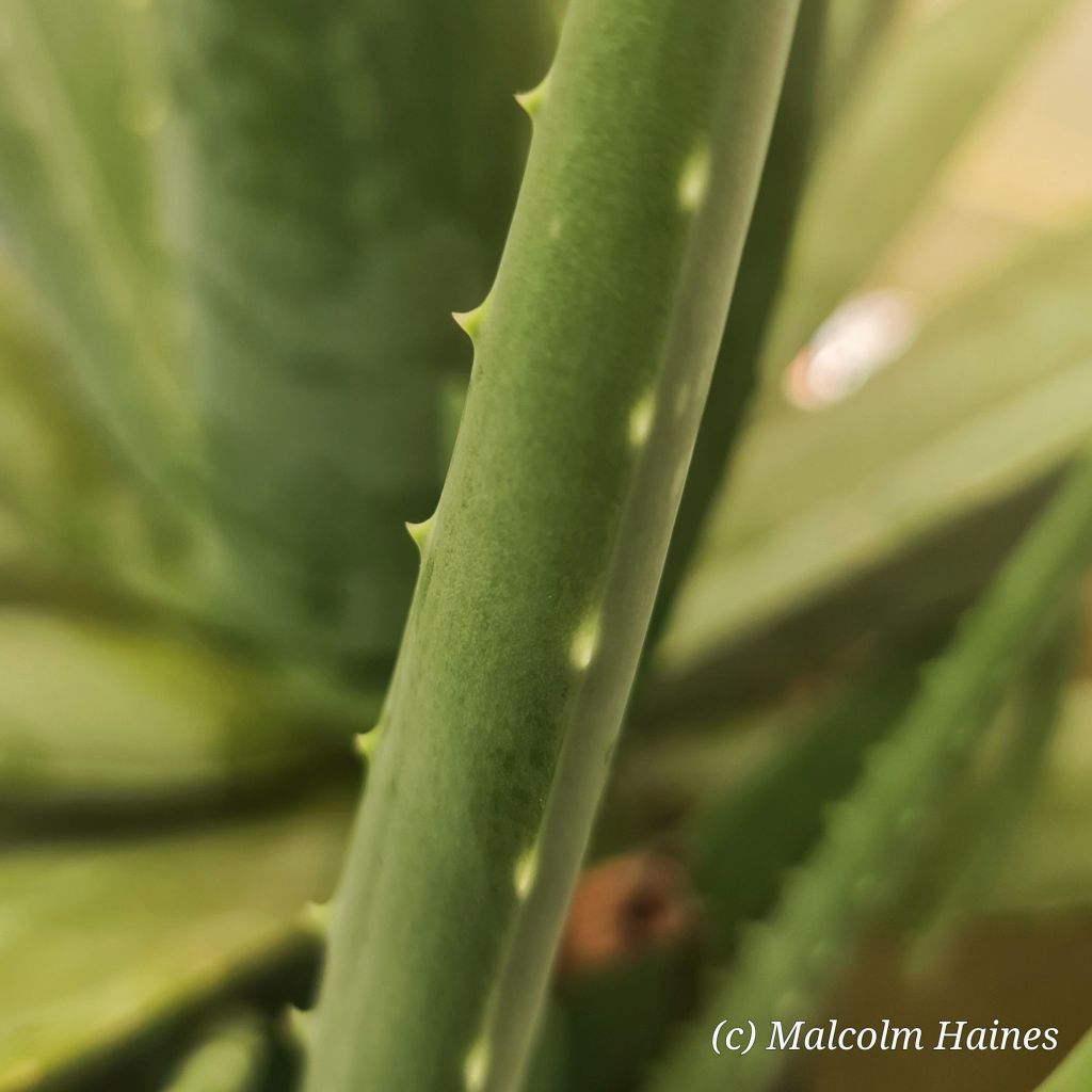 The small spines are harmless.