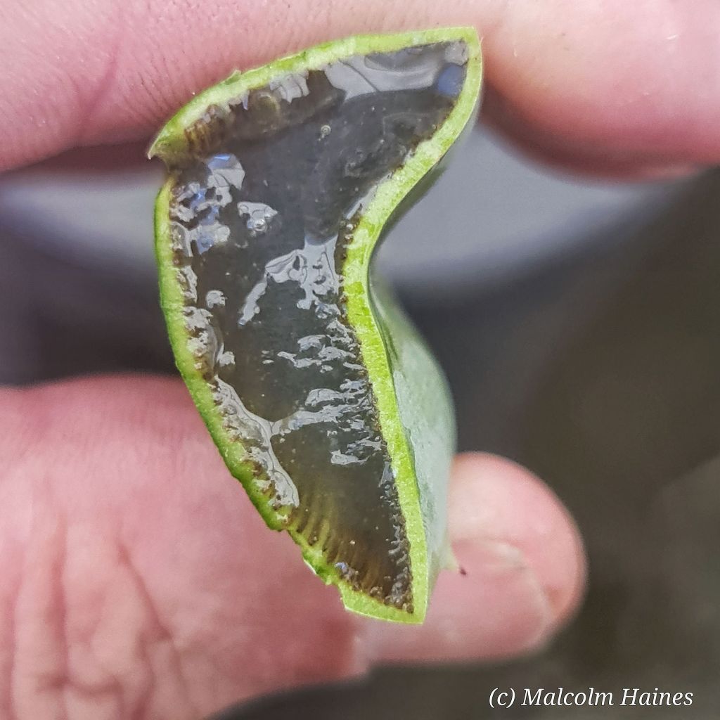 Aloe barbadensis doesn't have as much latex as the other variety.