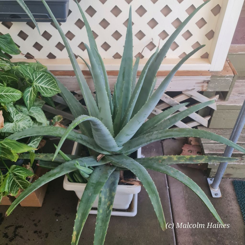 Aloe vera barbadensis miller variety