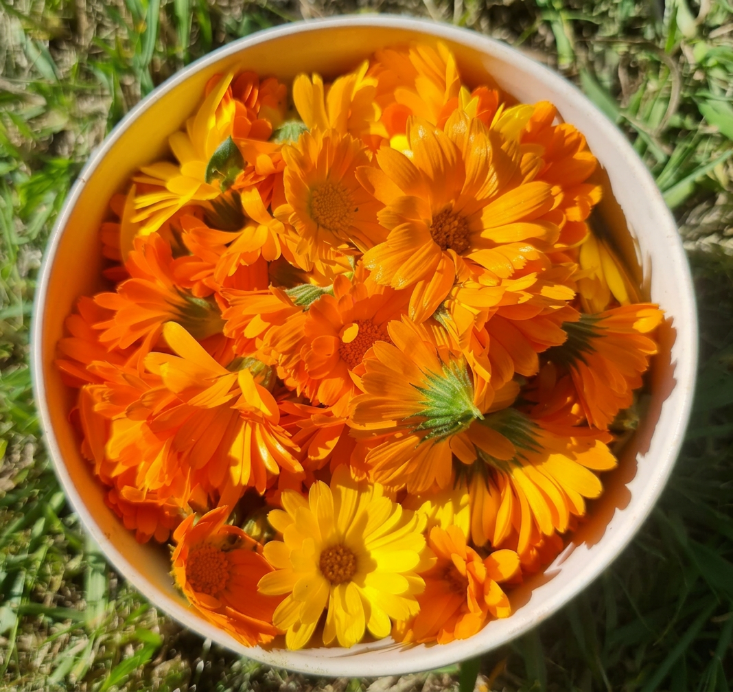 Calendula forms the base of many of my healing oils.